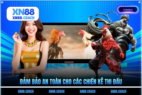 Đảm bảo an toàn cho các chiến kê thi đấu Đảm bảo an toàn cho các chiến kê thi đấu