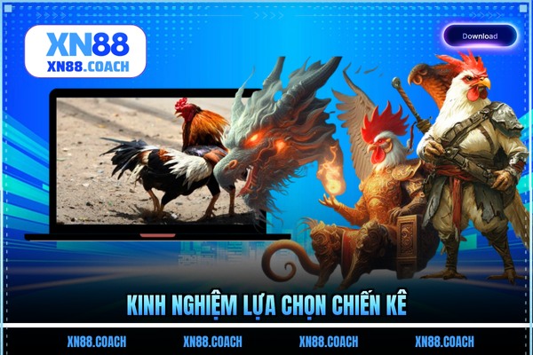 Kinh nghiệm lựa chọn chiến kê Kinh nghiệm lựa chọn chiến kê